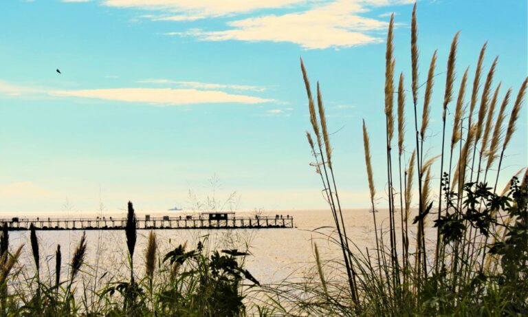 Reserva Ecológica Costanera Sur: entrada, horarios, recorridos, fotos y más